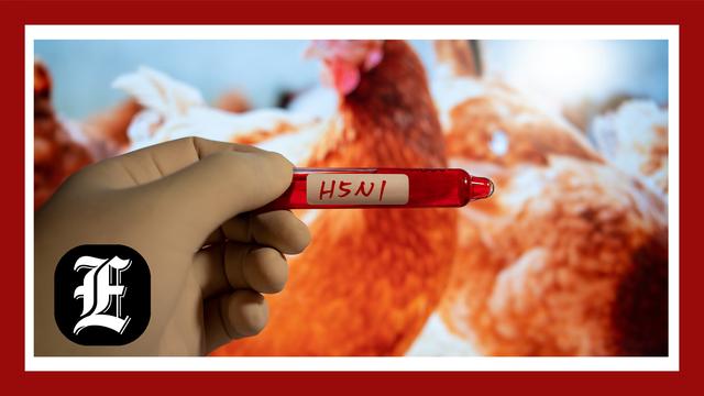 Bird flu outbreak: What to know following second-ever human case in US